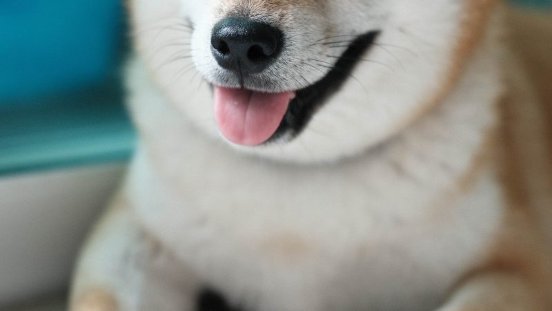 Dogecoin verliest momentum door nieuws over de overname van Twitter door Musk